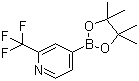Pyridine, 4-(4,4,5,5-tetramethyl-1,3,2-dioxaborolan-2-yl)-2-(trifluoromethyl)-Structure,1036990-42-7Structure Pyridine, 4-(4,4,5,5-tetramethyl-1,3,2-dioxaborolan-2-yl)-2-(trifluoromethyl)- Structure,1036990-42-7Structure