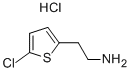 2-(5-Chlorothiophen-2-yl)ethanamine hydrochlorideStructure,548772-42-5Structure 2-(5-Chlorothiophen-2-yl)ethanamine hydrochloride Structure,548772-42-5Structure